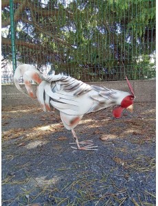 DECO POULE MÉTAL 